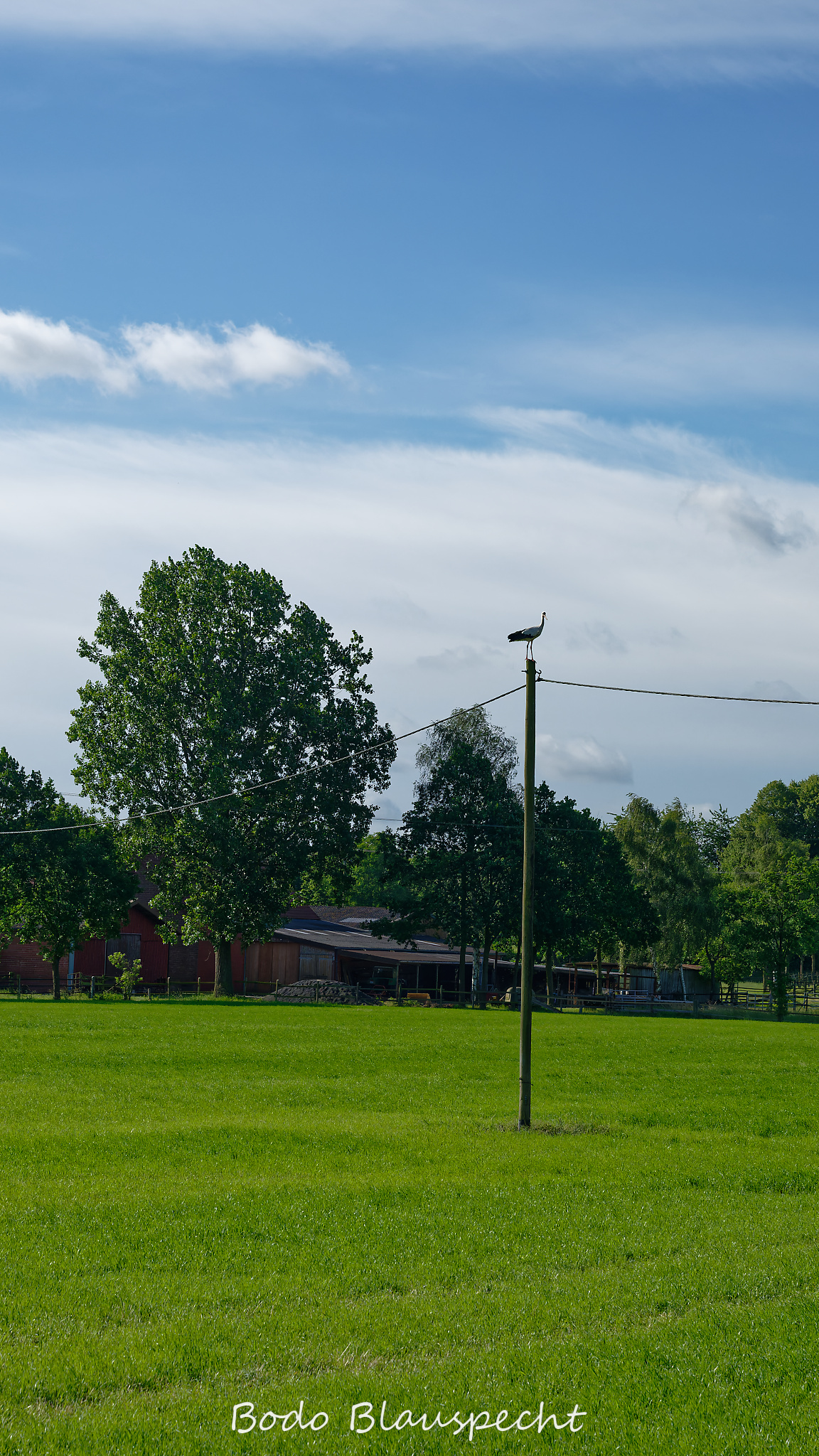 Jungstörche beringen Schulte im Busch 2026.06.10 08.46 46 WEB